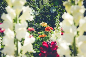 como-comprar-flores-em-curitiba
