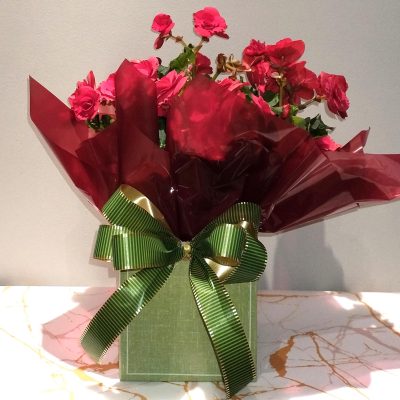 Kalanchoe-embalado-R-5990.jpg