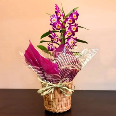 orquidea-8.jpg